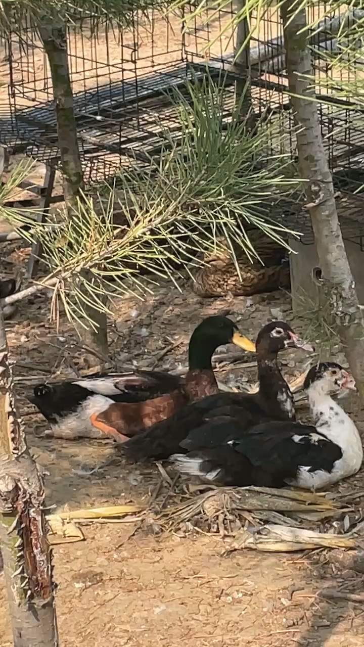 远离色情内容，探索小巷美食与文化体验之旅