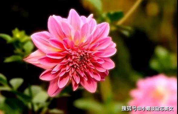 花财最新动态，自然美景之旅，探索内心平和与喜悦的旅程