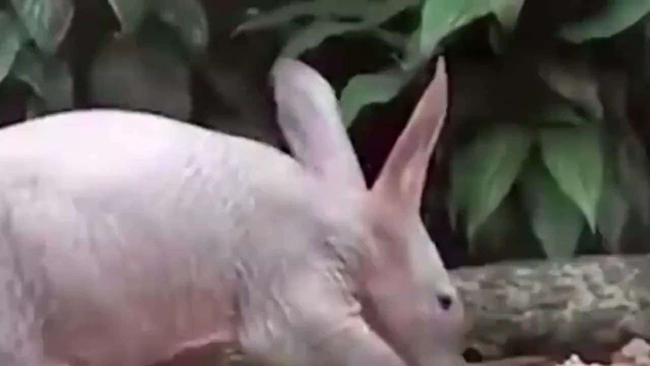 美女生态农场主，生猪养殖开启新篇章！