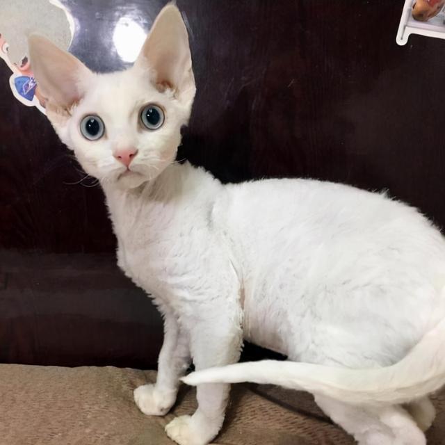 德文卷毛猫国内价格走势，变化中的自信与学习力量