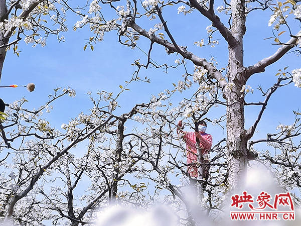 商丘宋梨园最新动态更新